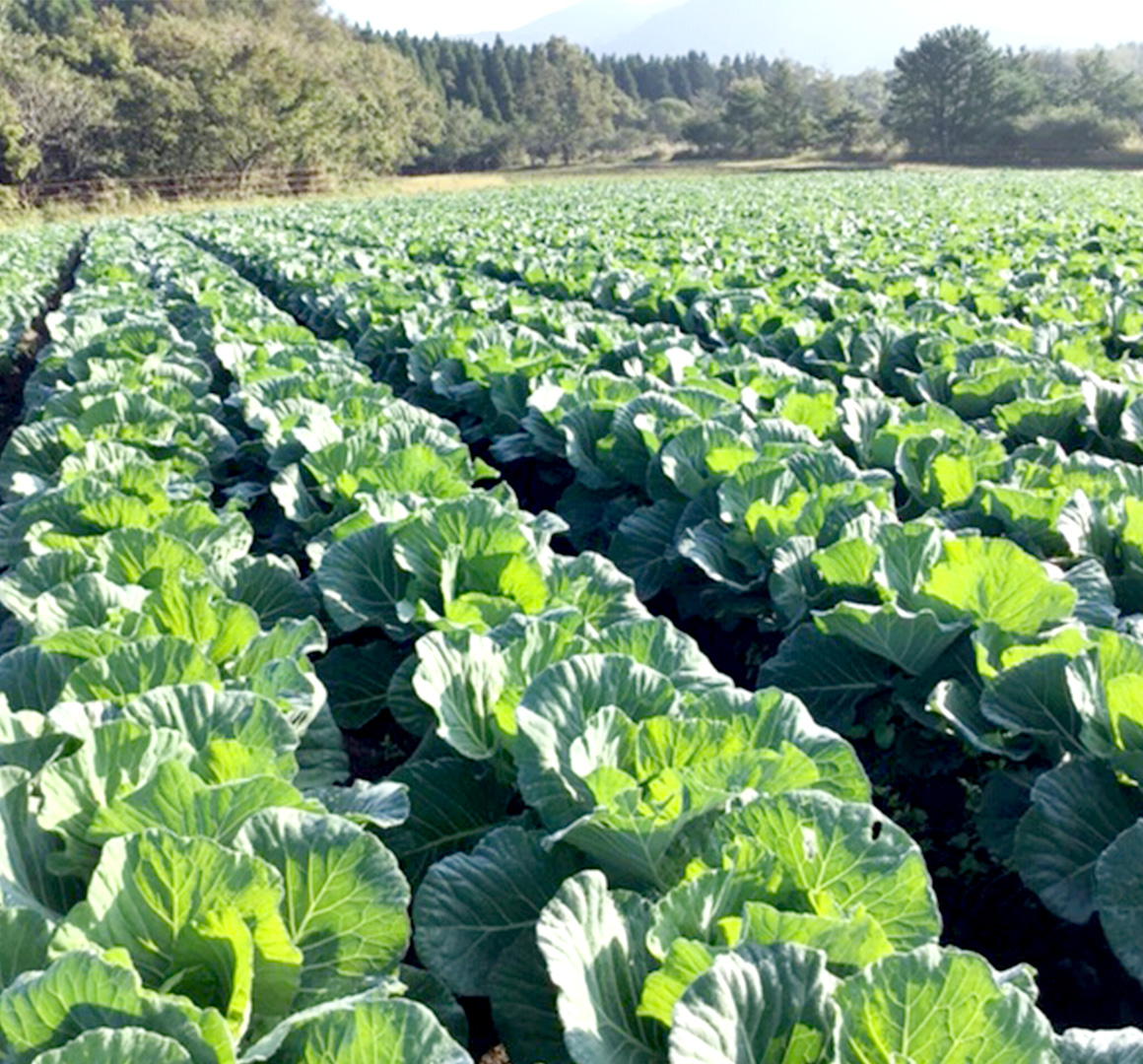 キャベツの安定的な生産が可能な「飯田高原」に農場を所有
